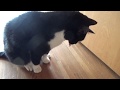 ゲロをはく猫 cat throwing up