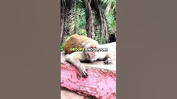 Monkeys Are Smarter Than You Think! 🐒