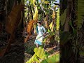 La Parte Más Valiosa del Plátano