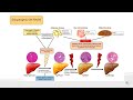 Rol del receptor del factor de necrosis tumoral alfa r1 tnfr1 en la progresin a nash