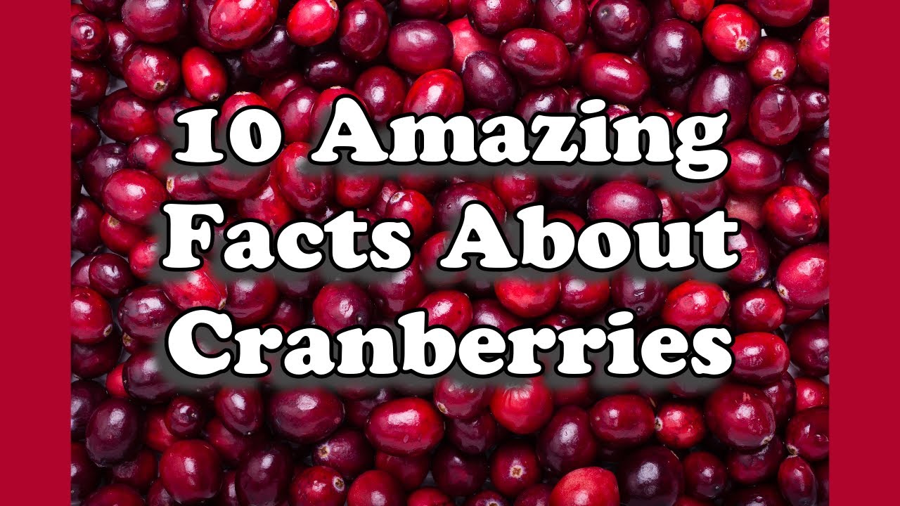 Amazing Facts About Cranberries You Probably Didn't Know!!! YouTube
