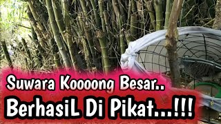 Download Lagu PERKUTUT SUWARA BESAR KOOONG, DARINGAN KEBAK, BERHASIL DI PIKAT @perkututChanelku MP3 Download Lagu PERKUTUT SUWARA BESAR KOOONG, DARINGAN KEBAK, BERHASIL DI PIKAT @perkututChanelku MP3