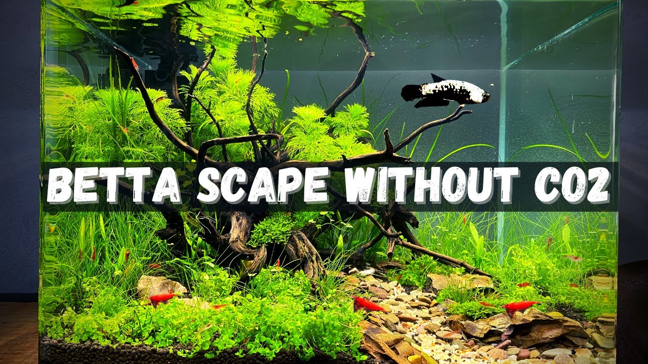 Low Tech Planted Betta Tank For Rare Betta! NO CO2 AQUASCAPE! 