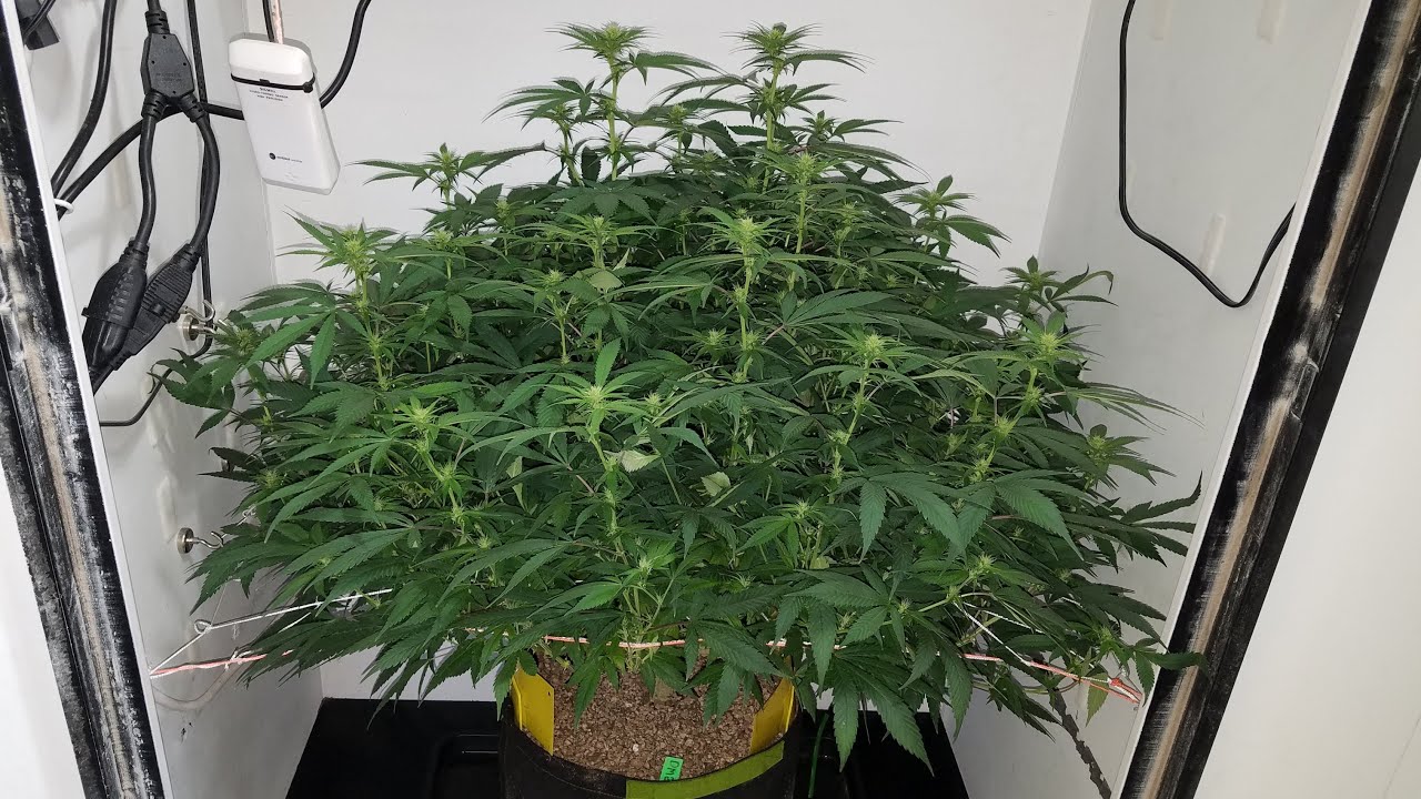 Organic Grow with Foxfarm Ocean Forest & Mars Hydro SP 150 - Day 14 of Flower - Garden Update -