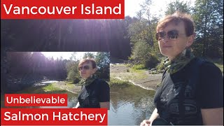 Unbelievable Salmon Hatchery, Vancouver Island