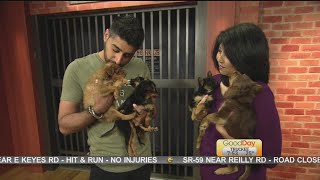 Puppies