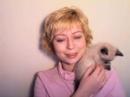 Video 9459371: siamese, baby kitty