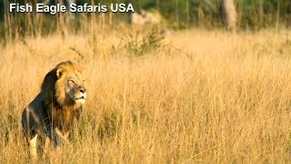 Trophy hunter kills endangered lion screenshot 2