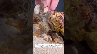 I adopted an octopus #octopus #lovestory #animals #cute #pets #funny #oceanlife #ocean #love