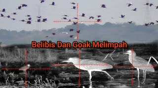 Hunting Malam || Belibis Dan Koak Melimpah