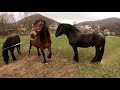 ЖЕРЕБЕЦЬ НА ПАРОВКУ/КОНІ В УКРАЇНІ!!! THE BLACK STALLION