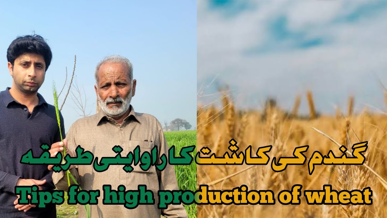 TALKING ABOUT HIGH YEILD OF WHEAT AND RICE WITH ABU JAN AND BHAI JAN ...