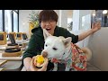 韓国生まれの柴犬ボムちゃんが皆さんのお陰で2歳になりました🎂