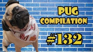 NEW ! Pug Compilation 132 - Funny Dogs but only Pug Videos | Instapugs