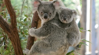 Коала в Австралии - милые коалы, дерутся и кричат. Прикол, видео подборка