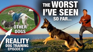 After 7 Days with this TOTALLY UNTRAINED DOG, I can’t believe this happened... Reality Dog Training