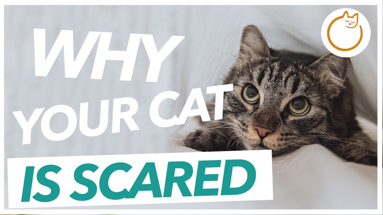 Why is My Cat So Skittish? YouTube