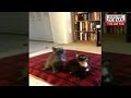 Dancing kittens viral
