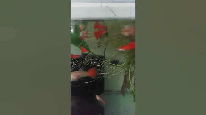 Ornamental Fish Farming | RAD Aquasystem - DayDayNews