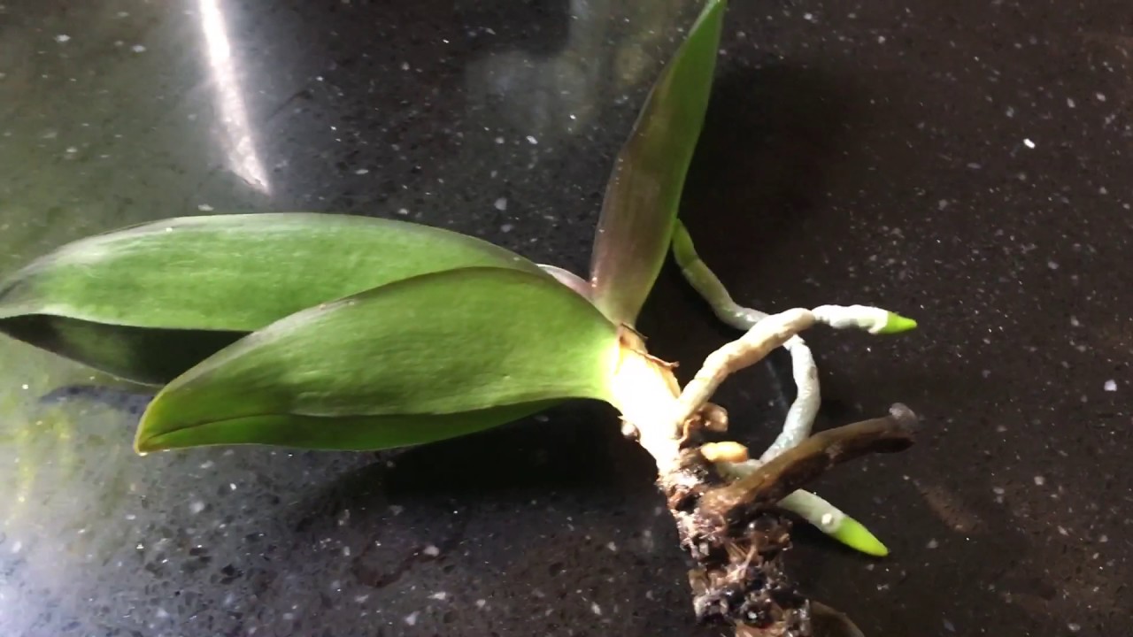 How I combat scales in my Orchids in Full Water Culture