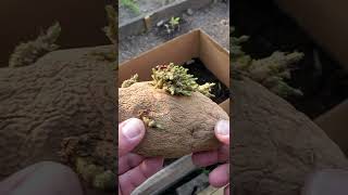 Planting potatoes in a cardboard box