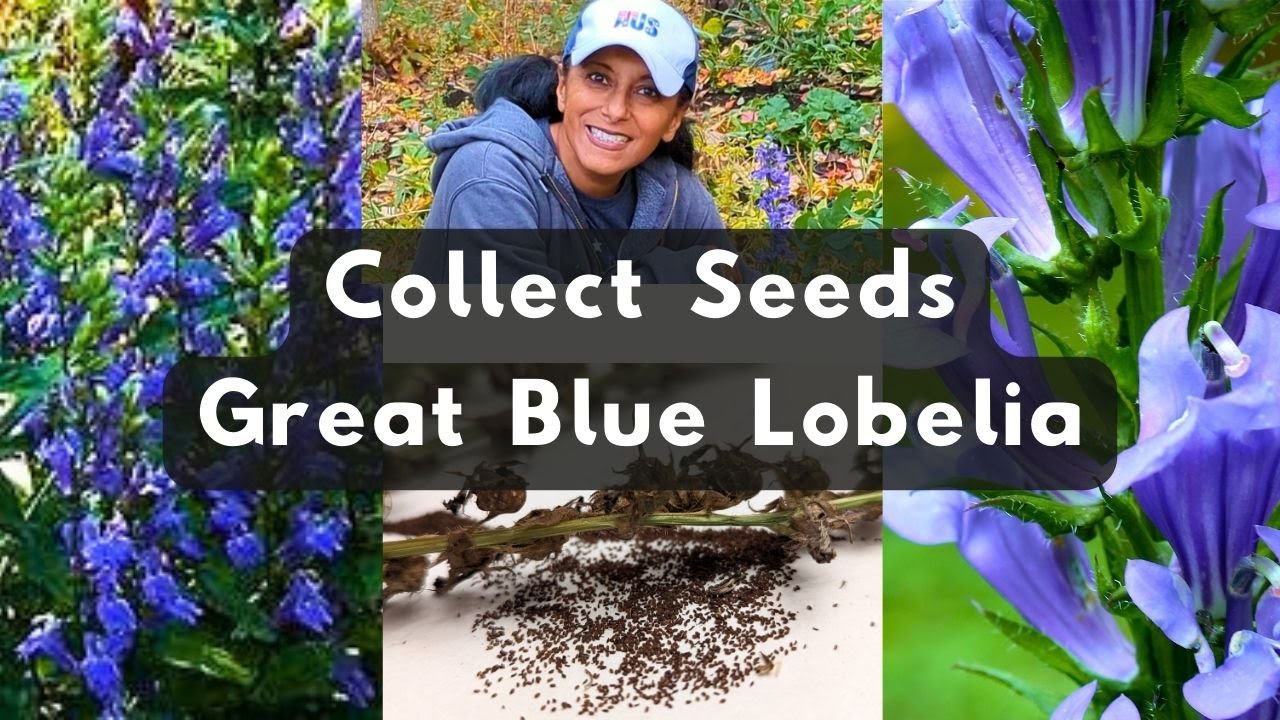 How To Collect Great Blue Lobelia Seeds YouTube