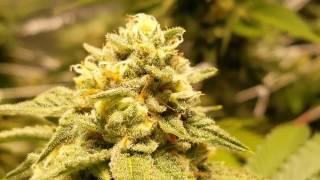 2017 LEC Bio-living Organics/ Week 6 bud porn
