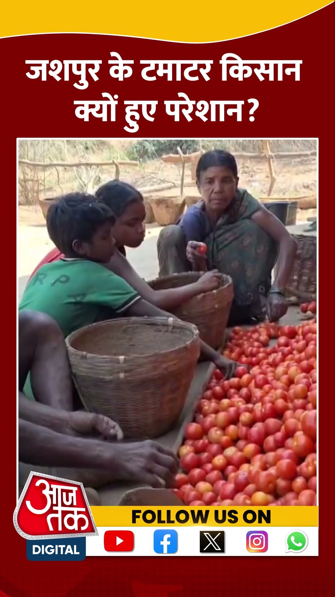 Chhattisgarh Agriculture:टमाटर के दामों में हुई बड़ी गिरावट से किसान परेशान #shorts #shortsvideo