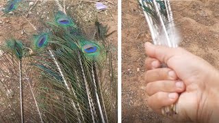 جمع ريش الطاووس  المتساقط في المزرعة 🦚 collecting peacock feathers