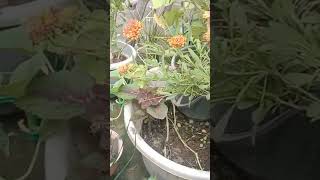 my टेरेस गार्डन youtube channel original suscribe please support me 🙏🏿☘️🌱