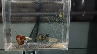 Red Dragon Halfmoon Guppy Breeding Malaysia Guppy Farm