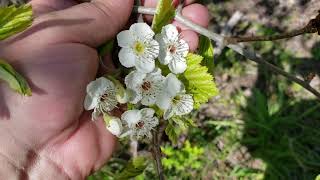 ID That Tree Spring Bloom Edition: Hawthorn