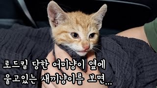 냥줍 한다? or 안한다? by 미유미-lab [고양이 연구소] 11,464 views 6 months ago 4 minutes, 28 seconds