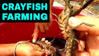 Breeding CRAYFISH Successfully In Tanks & Ponds (Home SetUp)