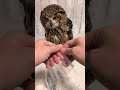 防水スマホケースとフクロウ(〇v〇)