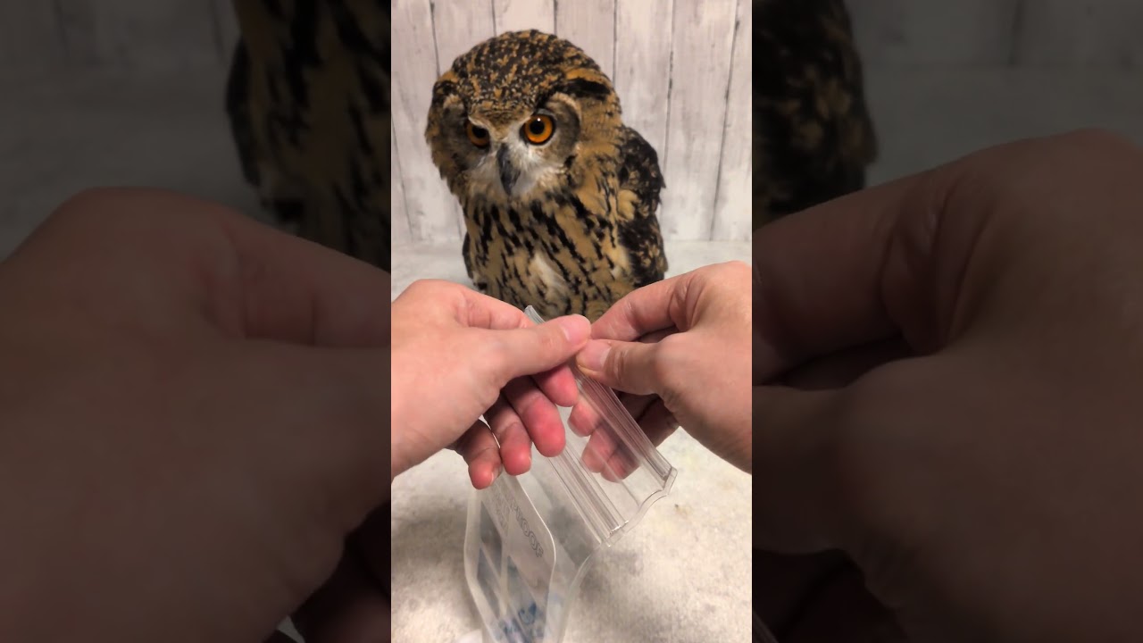 防水スマホケースとフクロウ(〇v〇)