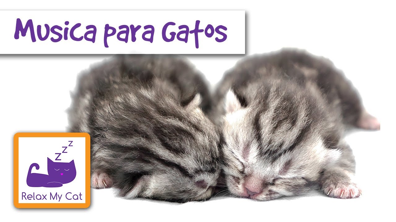 descargar musica para relajar gatos Música de Relajación para los Gatos