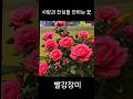 사랑과 열정을 담은 빨강장미 #빨강장미#빨강장미꽃말#빨강장미의의미#장미꽃#꽃말#사랑의꽃#열정의꽃#진심#감성영상#힐링영상 #가인tv