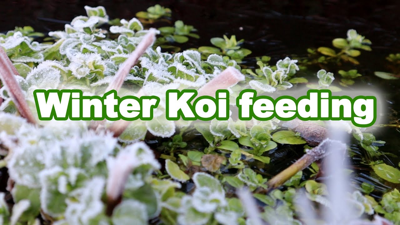 feeding-koi-in-winter-what-to-feed-your-koi-youtube