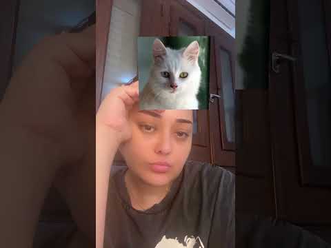 فلتر الحيوان اللي تشبهه