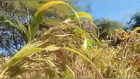 Nyob zoo os nov kuv coj nej peb mus saib lawv txiav nplooj tsawb thiab txiav qib nawb 