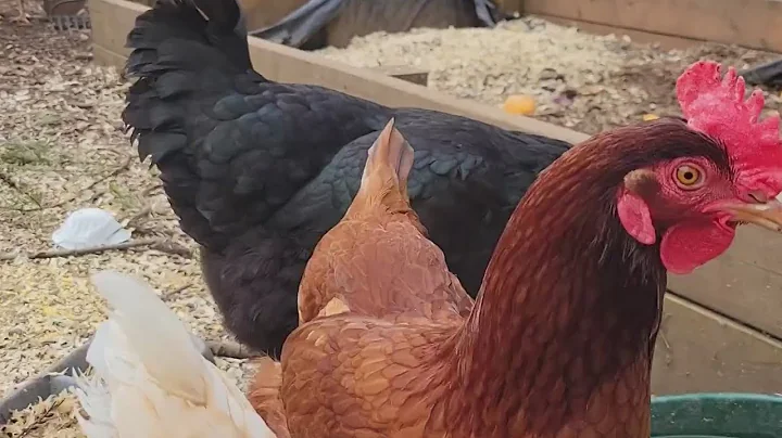 Bird flu detected among NC chickens. Here's how to keep your flock safe