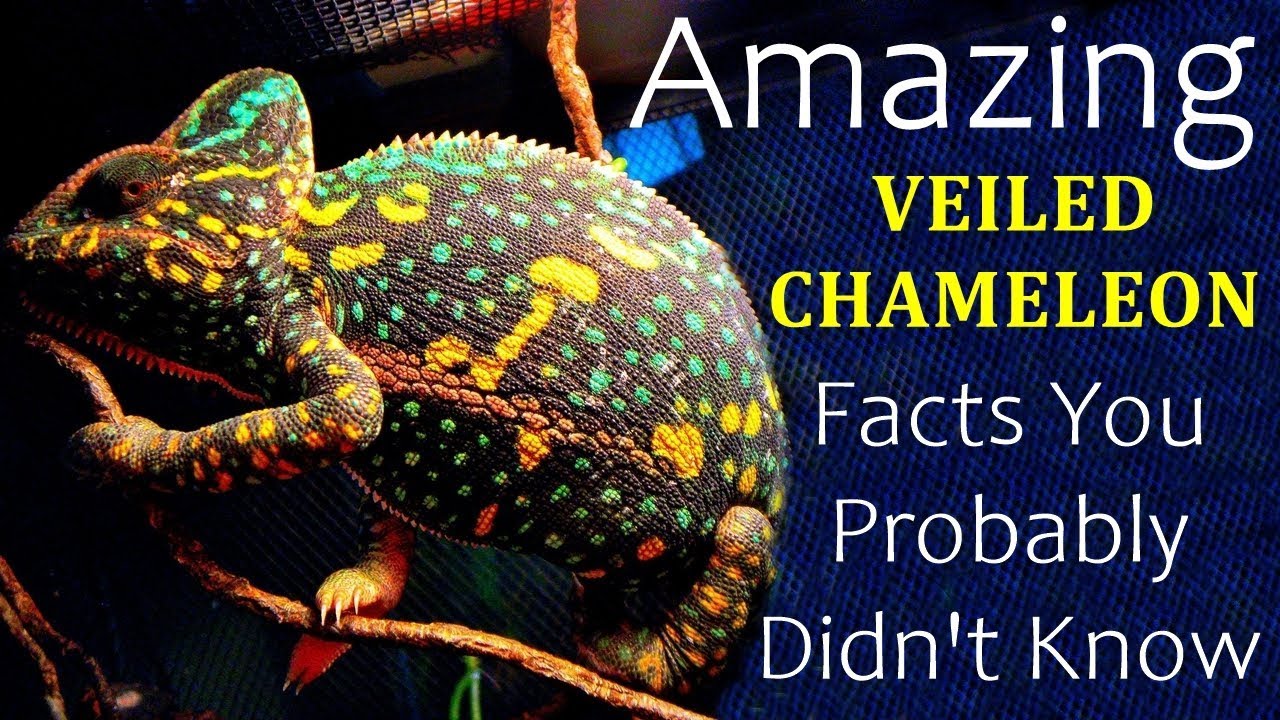 Veiled Chameleon Facts - Amazing Veiled Chameleon Facts You Probably