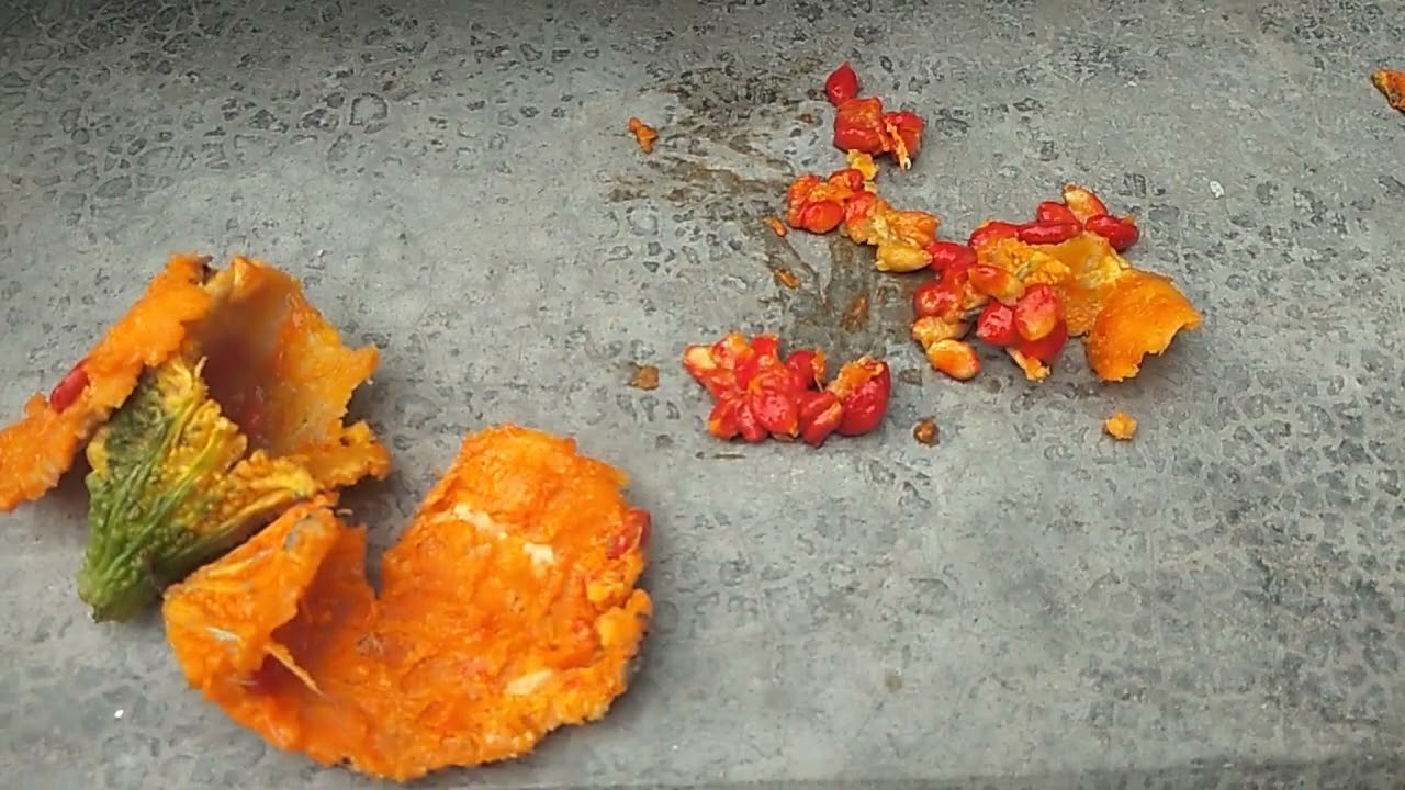 Step by Step How to Planting & Growing Seed Karela (Bitter Gourd