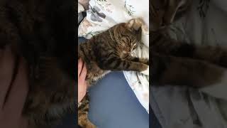 Its time for scool🤣#cat #tiktok #katzen #kater #katze#kitten Its time for scool🤣#cat #tiktok #katzen #kater #katze#kitten