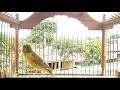 Kenari Gacor Bongkar Isian Full Pancing Kenari Lainnya Pancingan Dan Masteran Mp3 - Mp4 Download