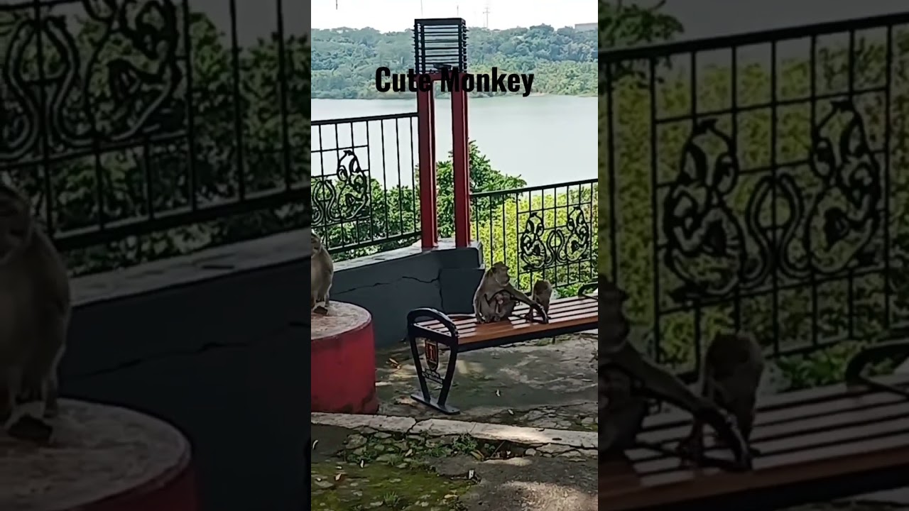 mother and baby monkey, mother's love🐒🐒🐒 