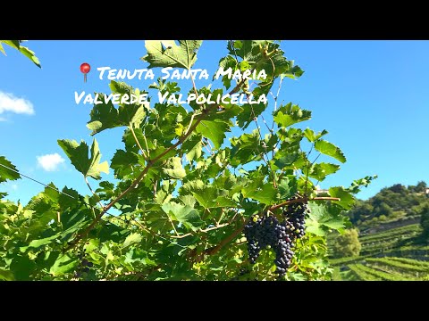 וִידֵאוֹ: תיאור ותמונות Valpolicella - איטליה: ורונה