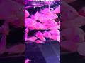 Most Beautiful Albino Hekeli Fish Ever #MonsterFish #AquariumHobby #FishVideo #fishlover