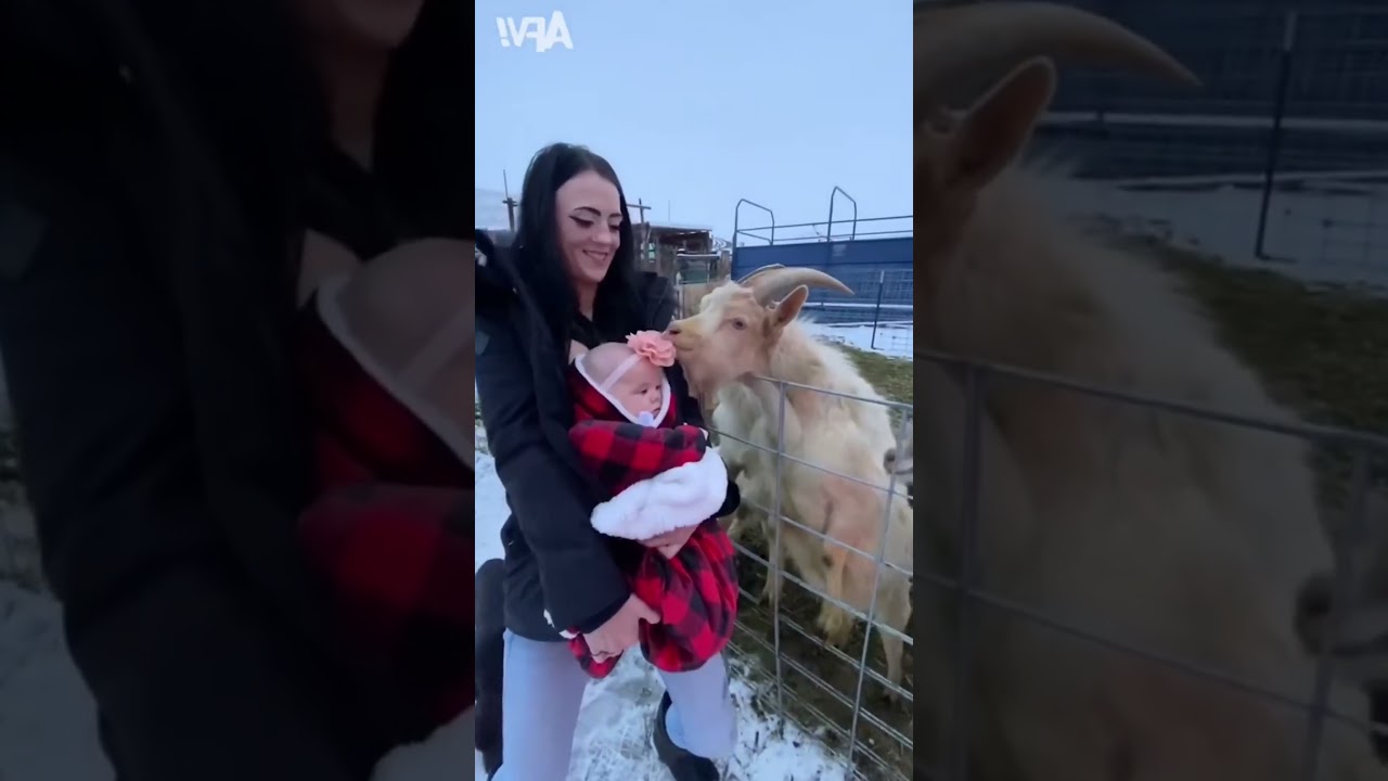 Tiny Humans, Fluffy Sheep 🤣🐑👶